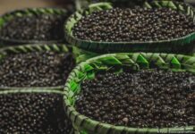 Açaí: Febre global desafia ecossistema e economia amazônica Açaí: Febre global desafia ecossistema e economia amazônica