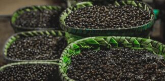 Açaí: Febre global desafia ecossistema e economia amazônica Açaí: Febre global desafia ecossistema e economia amazônica