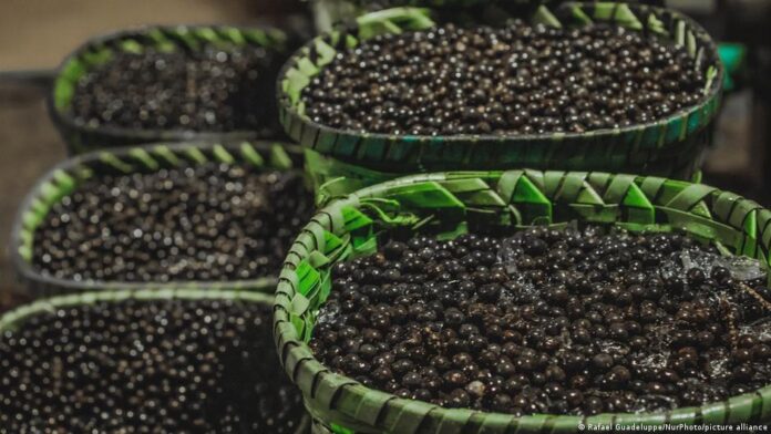 Açaí: Febre global desafia ecossistema e economia amazônica Açaí: Febre global desafia ecossistema e economia amazônica