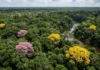 Desmatamento no Brasil cai 20,6% e fica abaixo de 1 milhão de ha Desmatamento no Brasil cai 20,6% e fica abaixo de 1 milhão de ha