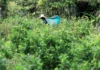 Cocaína supera ouro na Amazônia: R$ 30 bi anuais impulsionam crime Cocaína supera ouro na Amazônia: R$ 30 bi anuais impulsionam crime