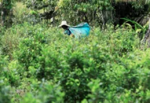 Cocaína supera ouro na Amazônia: R$ 30 bi anuais impulsionam crime Cocaína supera ouro na Amazônia: R$ 30 bi anuais impulsionam crime