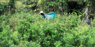 Cocaína supera ouro na Amazônia: R$ 30 bi anuais impulsionam crime Cocaína supera ouro na Amazônia: R$ 30 bi anuais impulsionam crime