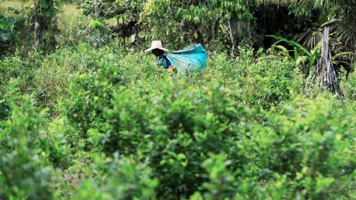 Cocaína supera ouro na Amazônia: R$ 30 bi anuais impulsionam crime Cocaína supera ouro na Amazônia: R$ 30 bi anuais impulsionam crime