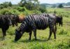 Mistério das listras: Por que pintar vacas como zebras afasta moscas? Mistério das listras: Por que pintar vacas como zebras afasta moscas?