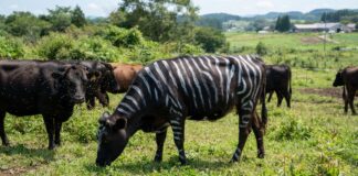 Mistério das listras: Por que pintar vacas como zebras afasta moscas? Mistério das listras: Por que pintar vacas como zebras afasta moscas?