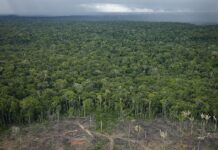 Desmatamento na Amazônia não gera desenvolvimento, aponta IPS 2026 Desmatamento na Amazônia não gera desenvolvimento, aponta IPS 2026