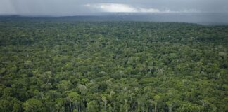 Desmatamento na Amazônia não gera desenvolvimento, aponta IPS 2026 Desmatamento na Amazônia não gera desenvolvimento, aponta IPS 2026