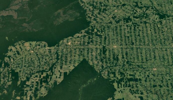 Desmatamento na Amazônia: Julho pode cravar menor taxa em uma década Desmatamento na Amazônia: Julho pode cravar menor taxa em uma década