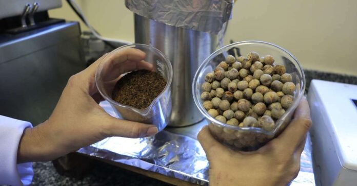 UFPA desenvolve bioasfalto de caroço de açaí: inovação sustentável UFPA desenvolve bioasfalto de caroço de açaí: inovação sustentável
