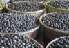 Açaí em risco: tucanos perdem casa e biodiversidade com monocultura Açaí em risco: tucanos perdem casa e biodiversidade com monocultura