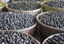 Açaí em risco: tucanos perdem casa e biodiversidade com monocultura Açaí em risco: tucanos perdem casa e biodiversidade com monocultura