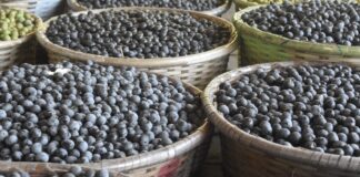 Açaí em risco: tucanos perdem casa e biodiversidade com monocultura Açaí em risco: tucanos perdem casa e biodiversidade com monocultura