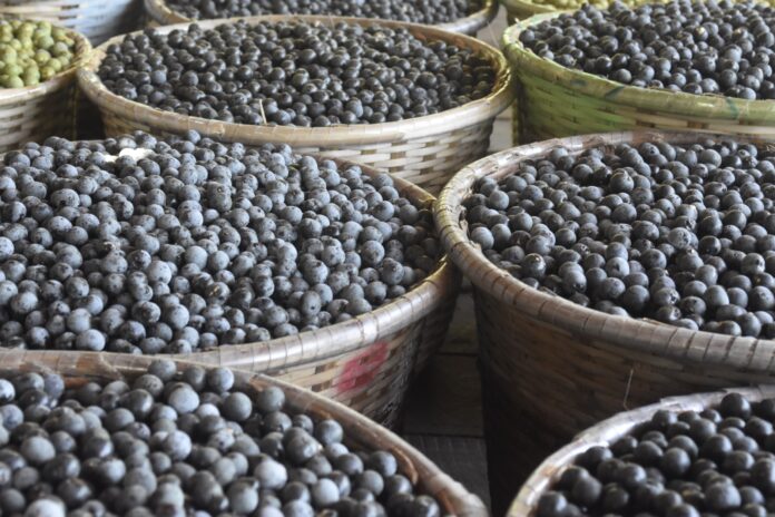 Açaí em risco: tucanos perdem casa e biodiversidade com monocultura Açaí em risco: tucanos perdem casa e biodiversidade com monocultura