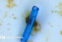 Microplásticos alarmam pesquisadores na Amazônia: girinos contaminados Microplásticos alarmam pesquisadores na Amazônia: girinos contaminados