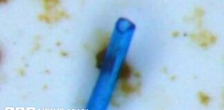 Microplásticos alarmam pesquisadores na Amazônia: girinos contaminados Microplásticos alarmam pesquisadores na Amazônia: girinos contaminados