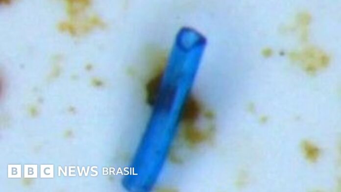 Microplásticos alarmam pesquisadores na Amazônia: girinos contaminados Microplásticos alarmam pesquisadores na Amazônia: girinos contaminados