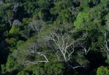 Clima e crime organizado na Amazônia exigem cooperação regional Clima e crime organizado na Amazônia exigem cooperação regional