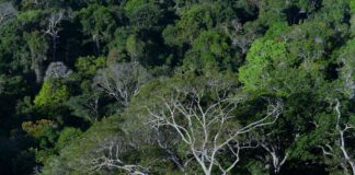 Clima e crime organizado na Amazônia exigem cooperação regional Clima e crime organizado na Amazônia exigem cooperação regional