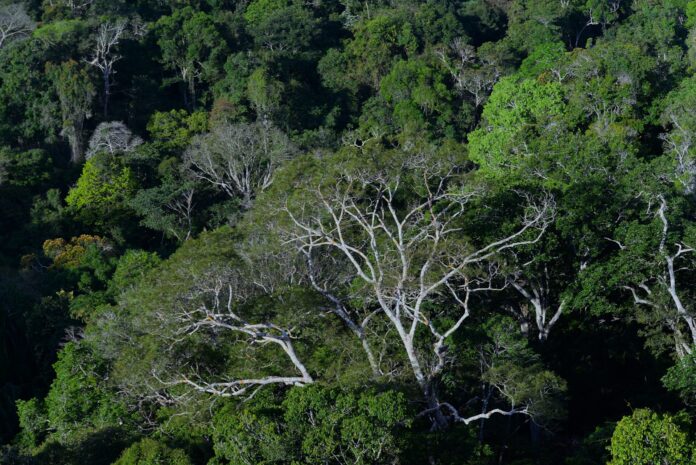 Clima e crime organizado na Amazônia exigem cooperação regional Clima e crime organizado na Amazônia exigem cooperação regional