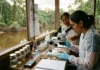 Bactérias amazônicas: Descoberta estabiliza urânio tóxico em água Bactérias amazônicas: Descoberta estabiliza urânio tóxico em água