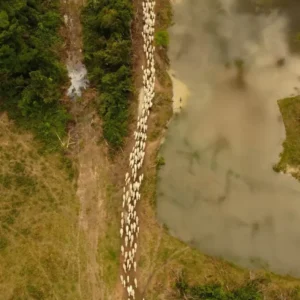 Congresso ameaça Amazônia: 555 mil hectares de áreas protegidas em risco Congresso ameaça Amazônia: 555 mil hectares de áreas protegidas em risco