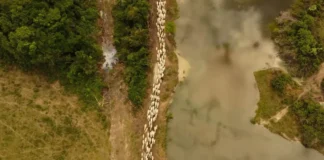 Congresso ameaça Amazônia: 555 mil hectares de áreas protegidas em risco Congresso ameaça Amazônia: 555 mil hectares de áreas protegidas em risco