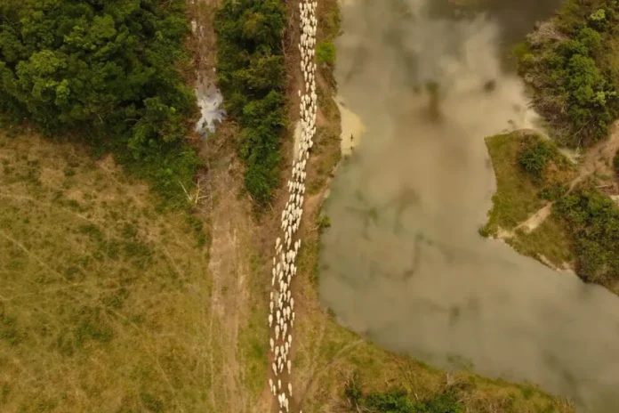 Congresso ameaça Amazônia: 555 mil hectares de áreas protegidas em risco Congresso ameaça Amazônia: 555 mil hectares de áreas protegidas em risco