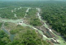 Senado aprova redução de 40% em floresta no Pará e gera polêmica Senado aprova redução de 40% em floresta no Pará e gera polêmica