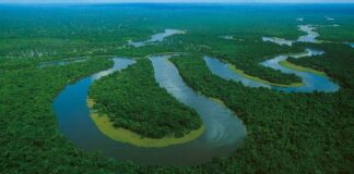 Seca na Amazônia: Estudo Preocupa com Recuperação Lenta e Novos Riscos Seca na Amazônia: Estudo Preocupa com Recuperação Lenta e Novos Riscos