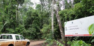 Brasil define diretrizes para créditos de carbono em terras públicas Brasil define diretrizes para créditos de carbono em terras públicas