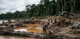 Devastação na Amazônia: A Guerra do Brasil Contra o Garimpo Ilegal Devastação na Amazônia: A Guerra do Brasil Contra o Garimpo Ilegal