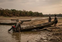 Secas de 2023-2024 na Amazônia causam danos inéditos à floresta Secas de 2023-2024 na Amazônia causam danos inéditos à floresta