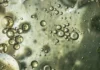 Descoberta: Como "químicas eternas" podem finalmente ser destruídas? Descoberta: Como "químicas eternas" podem finalmente ser destruídas?