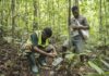 Financiar a floresta é essencial: por que ela vale mais em pé Financiar a floresta é essencial: por que ela vale mais em pé