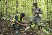 Financiar a floresta é essencial: por que ela vale mais em pé Financiar a floresta é essencial: por que ela vale mais em pé