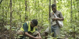 Financiar a floresta é essencial: por que ela vale mais em pé Financiar a floresta é essencial: por que ela vale mais em pé