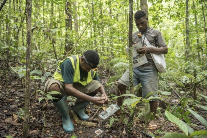 Financiar a floresta é essencial: por que ela vale mais em pé Financiar a floresta é essencial: por que ela vale mais em pé