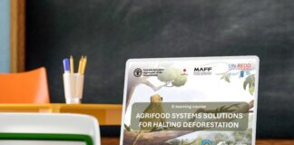 FAO e UN-REDD lançam curso para combater desmatamento global FAO e UN-REDD lançam curso para combater desmatamento global