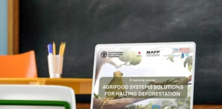 FAO e UN-REDD lançam curso para combater desmatamento global FAO e UN-REDD lançam curso para combater desmatamento global