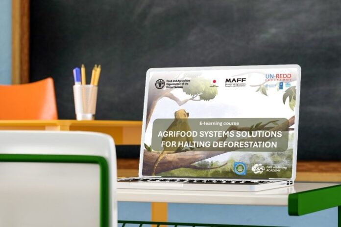 FAO e UN-REDD lançam curso para combater desmatamento global FAO e UN-REDD lançam curso para combater desmatamento global