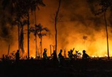 El Niño: Alerta Urgente de Incêndios na Amazônia e Ação Antecipada El Niño: Alerta Urgente de Incêndios na Amazônia e Ação Antecipada