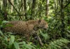 Onças-pintadas: fêmeas caem 77% na Amazônia; risco à reprodução Onças-pintadas: fêmeas caem 77% na Amazônia; risco à reprodução