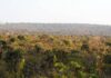 Brasil e Holanda unem forças por pesquisa inovadora no Cerrado Brasil e Holanda unem forças por pesquisa inovadora no Cerrado