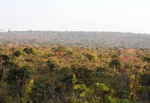 Brasil e Holanda unem forças por pesquisa inovadora no Cerrado Brasil e Holanda unem forças por pesquisa inovadora no Cerrado
