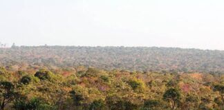 Brasil e Holanda unem forças por pesquisa inovadora no Cerrado Brasil e Holanda unem forças por pesquisa inovadora no Cerrado