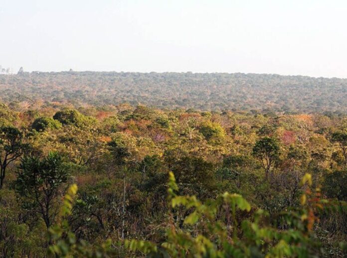 Brasil e Holanda unem forças por pesquisa inovadora no Cerrado Brasil e Holanda unem forças por pesquisa inovadora no Cerrado