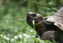 Decisão que assegura permanência de tartaruga em casa repercute no Brasil Decisão que assegura permanência de tartaruga em casa repercute no Brasil