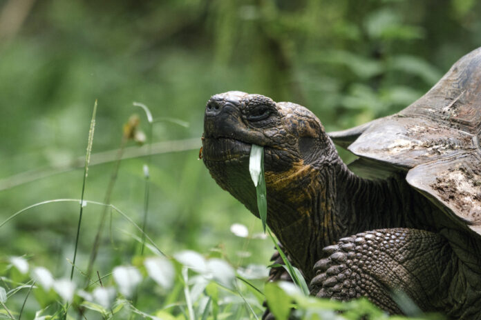 Decisão que assegura permanência de tartaruga em casa repercute no Brasil Decisão que assegura permanência de tartaruga em casa repercute no Brasil