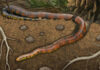 Serpente escavadora brasileira Tametara Mirim reescreve a evolução dos répteis Serpente escavadora brasileira Tametara Mirim reescreve a evolução dos répteis